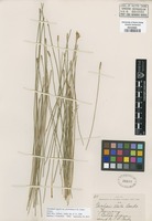 Isotype of Eleocharis sagotii C.B. Clarke var. glochidiata C.B. Clarke [family CYPERACEAE]