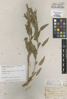 Original material of Oenothera jepsonii Greene [family ONAGRACEAE]