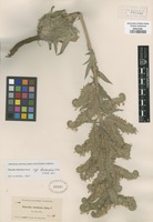 Original material of Phacelia imbricata Greene ssp. bernardina (Greene) Heckard [family HYDROPHYLLACEAE]