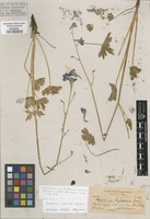 Type of Delphinium luporum Greene [family RANUNCULACEAE]