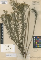 Type of Euthamia scabra Greene [family ASTERACEAE]