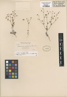 Isotype of Eriogonum angulosum Benth. var. rectipes Gand. [family POLYGONACEAE]