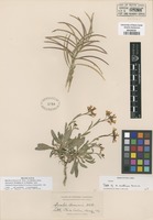 Type of Arabis austinae Greene [family BRASSICACEAE]