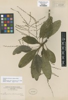 Neotype of Charpentiera obovata Gaudich. var. elliptica Hillebr. [family AMARANTHACEAE]