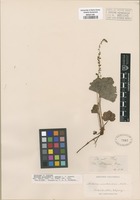 Holotype of Mitella pentandra Hook. [family SAXIFRAGACEAE]