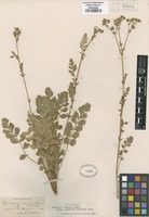 Original material of Horkelia cuneata Lindl. ssp. puberula (Rydb.) D.D. Keck [family ROSACEAE]