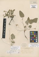 Isotype of Viola filipes Greene [family VIOLACEAE]