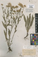 Type of Erigeron striatus Greene [family ASTERACEAE]