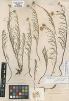 Isolectotype of Erigeron blasdalei Greene [family ASTERACEAE]