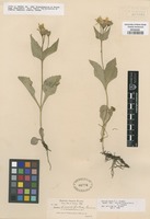 Original material of Arnica diversifolia Greene [family ASTERACEAE]