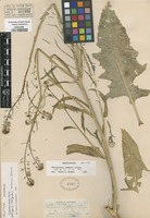 Original material of Thelypodium lemmonii Greene [family BRASSICACEAE]