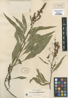 Original material of Rumex hesperius Greene [family POLYGONACEAE]