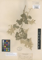 Type of Iresine alternifolia S. Watson [family AMARANTHACEAE]