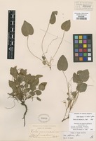 Holotype of Viola filipes Greene [family VIOLACEAE]