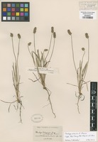 Original material of Plantago patagonica Jacq. var. californica Greene [family PLANTAGINACEAE]