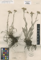 Original material of Antennaria pulcherrima (Hook.) Greene [family ASTERACEAE]