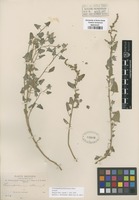Isotype of Chenopodium bolivianum Murr [family CHENOPODIACEAE]