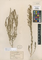 Isotype of Dondia mexicana Standl. [family CHENOPODIACEAE]