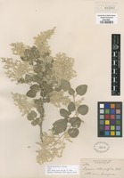Type of Iresine alternifolia S. Watson [family AMARANTHACEAE]