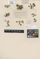 Syntype of Chrysosplenium beringianum Rose [family SAXIFRAGACEAE]