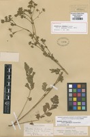 Type of Potentilla puberula Krasan [family ROSACEAE]