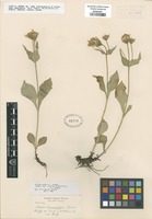Original material of Arnica diversifolia Greene [family ASTERACEAE]