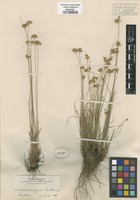 Type of Juncus confusus Coville [family JUNCACEAE]