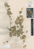 Type of Iresine alternifolia S. Watson [family AMARANTHACEAE]