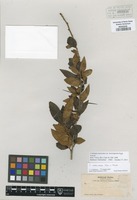 Isotype of Crataegus mexicana Moc. & Sess‚ ex DC. var. microsperma Eggl. [family ROSACEAE]
