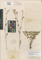 Original material of Horkelia cuneata Lindl. ssp. puberula (Rydb.) D.D. Keck [family ROSACEAE]