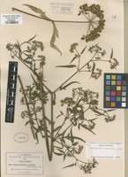 Type of Prionosciadium nelsonii J.M. Coult. & Rose [family APIACEAE]
