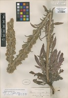 Original material of Phacelia virgata Greene [family HYDROPHYLLACEAE]