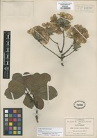 Isotype of Cordia morelosana Standl. [family BORAGINACEAE]