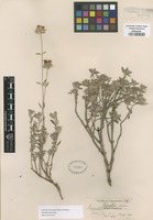 Type of Monardella ledifolia Greene [family LAMIACEAE]