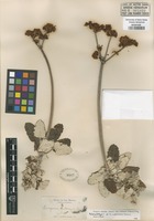 Original material of Eriogonum rubescens Greene [family POLYGONACEAE]