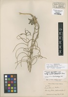 Type of Arabis polytricha Greene [family BRASSICACEAE]