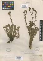 Original material of Potentilla lindleyi Greene [family ROSACEAE]