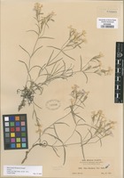 Isotype of Phlox tenuis Wooton & Standl. [family POLEMONIACEAE]