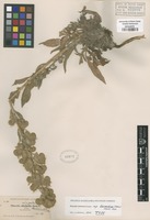 Type of Phacelia imbricata Greene ssp. bernardina (Greene) Heckard [family HYDROPHYLLACEAE]
