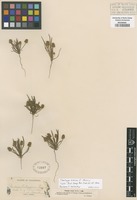 Type of Plantago erecta E. Morris [family PLANTAGINACEAE]