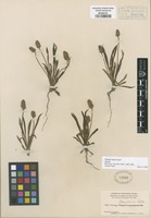 Isotype of Plantago helleri Small [family PLANTAGINACEAE]