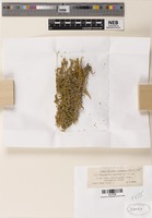 Type of Tolyposporium leptideum Syd. [family ANTHRACOIDEACEAE]