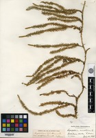 Type of Lycopodium annotinum Linnaeus var. acrifolium Fernald [family LYCOPODIACEAE]