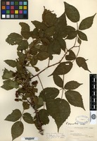 Isotype of Rubus pugnax L. H. Bailey [family ROSACEAE]