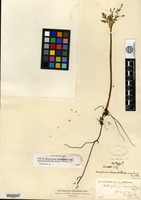Isotype of Botrychium lanceolatum Angstrom var. angustisegmentum Pease & A. H. Moore [family OPHIOGLOSSACEAE]