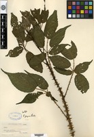 Isotype of Rubus pugnax L. H. Bailey [family ROSACEAE]