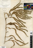 Holotype of Lycopodium annotinum Linnaeus var. acrifolium Fernald [family LYCOPODIACEAE]