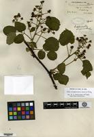 Type of Rubus allegheniensis Porter var. populifolius Fernald [family ROSACEAE]