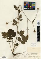 Lectotype of Geum aleppicum Jacquin var. strictum Fernald [family ROSACEAE]