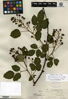 Type of Rubus allegheniensis Porter var. populifolius Fernald [family ROSACEAE]